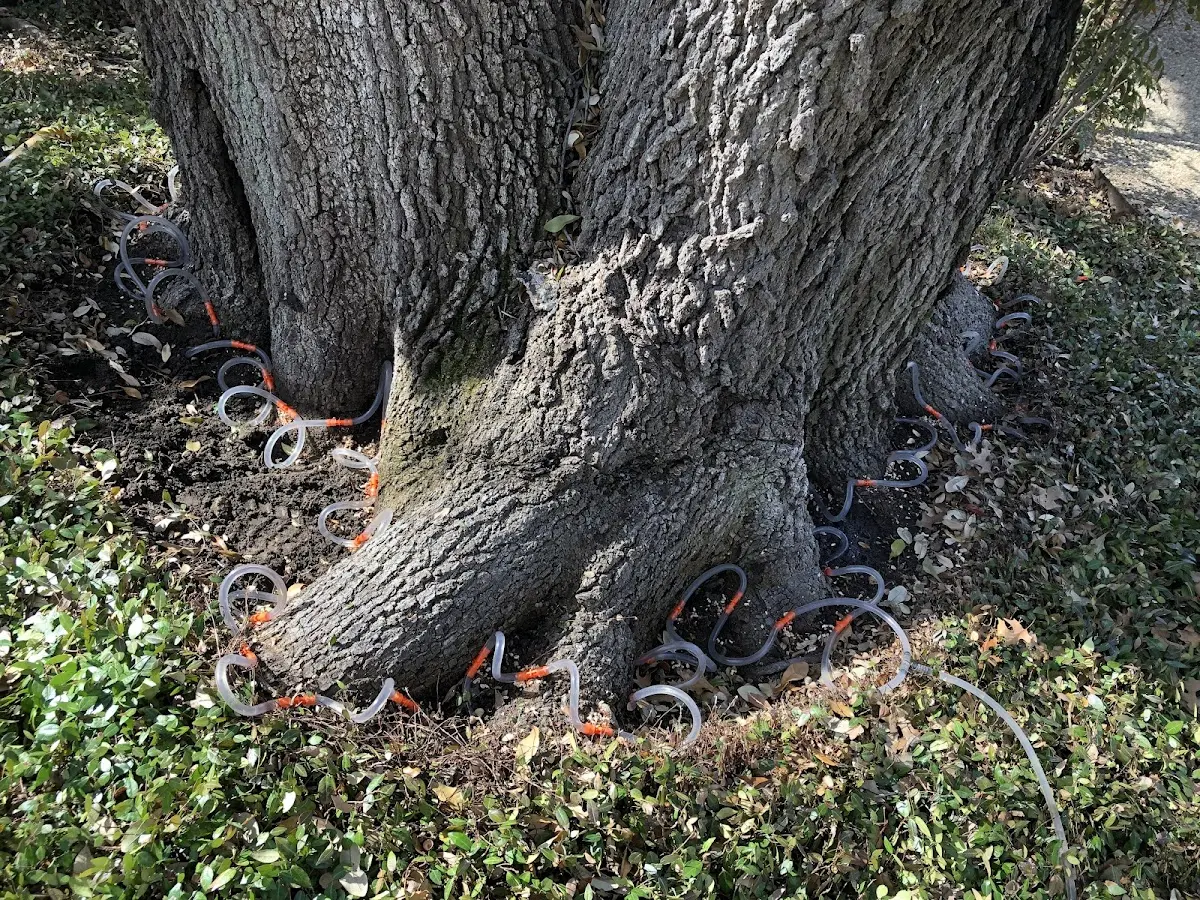 Detailed Tree Cabling and Bracing job site in Vinemont
