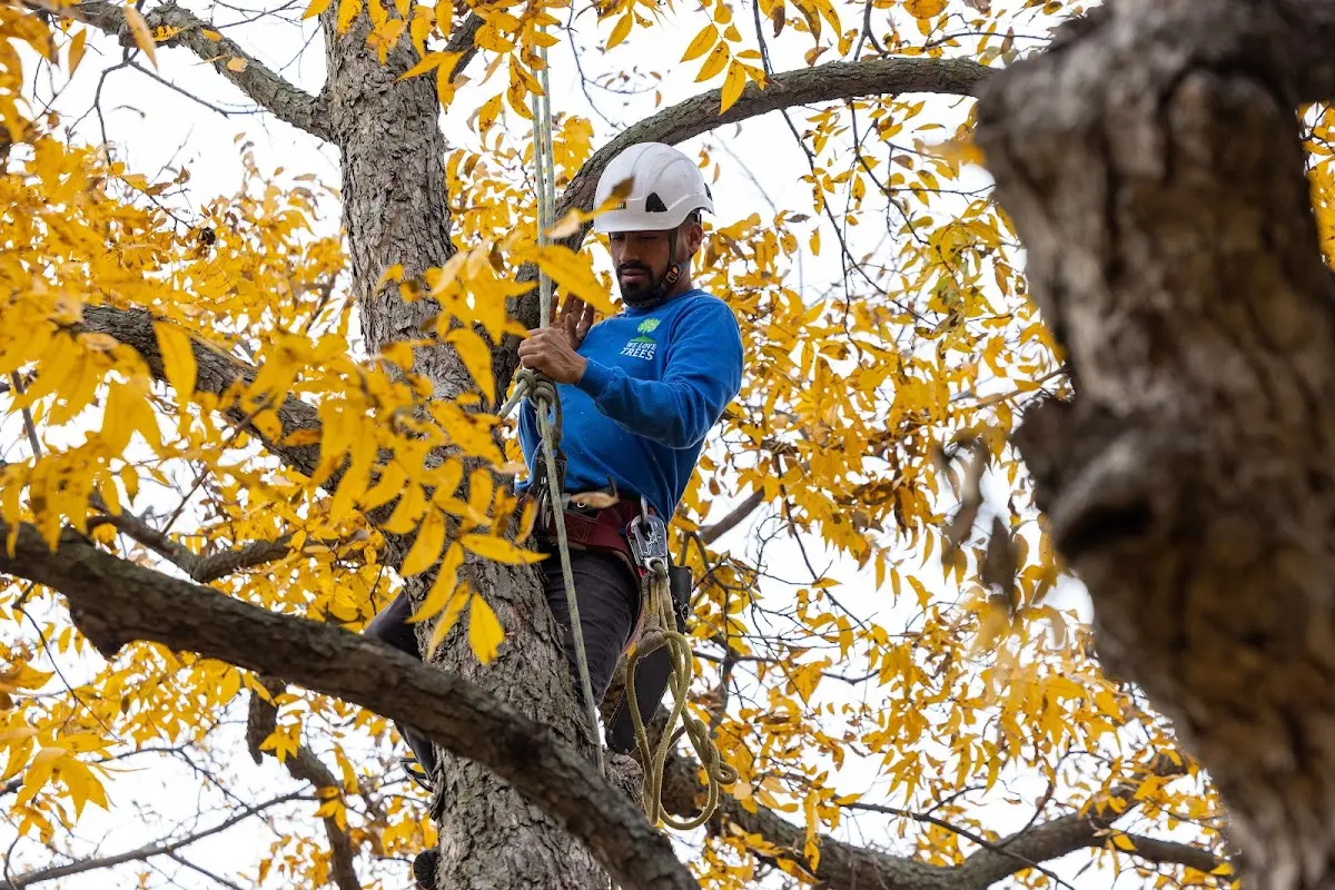 Skilled Tree Planting crew working in Vinemont