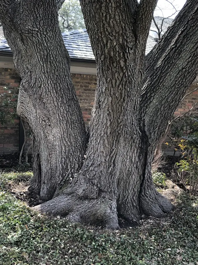 Mature heritage tree close to a Vinemont property cared for by certified arborists